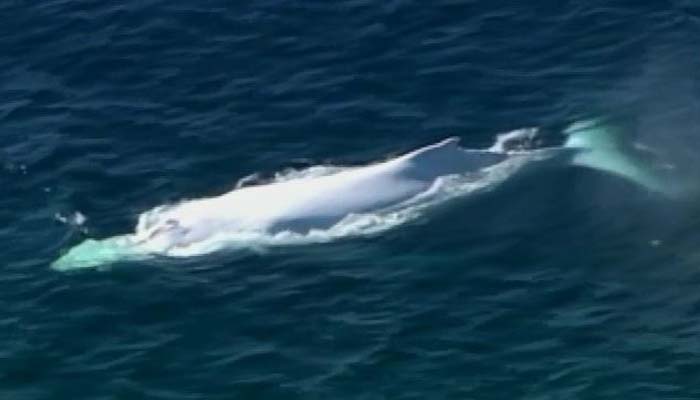 A rare white whale was seen off the coast of Australia