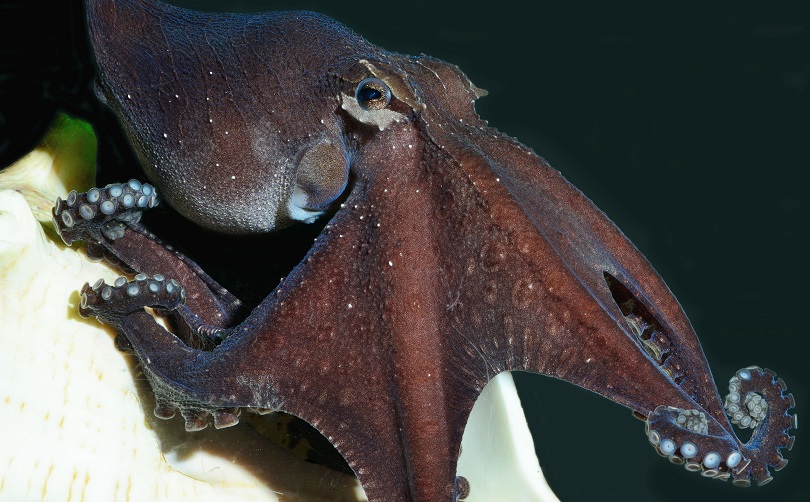 A small male larger Pacific striped octopus stalks its prey. Image Roy L. Caldwell