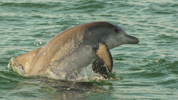 A spy? It's been reported a camera was attached to the dolphin as well as a weapon that could fire small arrows