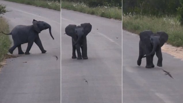 Frolic Into the Weekend Like This Adorable Baby Elephant Frolics Into the Birds