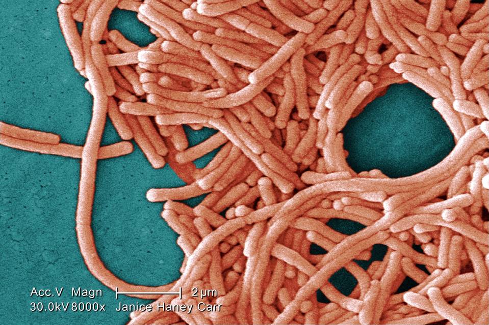 An electron micrograph image shows a grouping of Legionella pneumophila bacteria