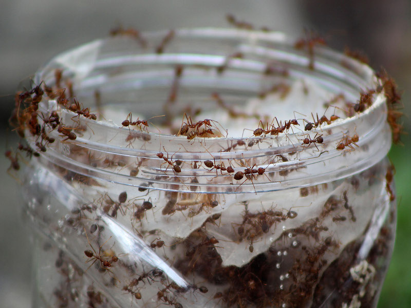 When it comes to body odor, ants are connoisseurs