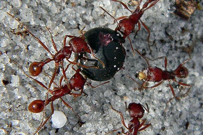 When it comes to body odor, ants are connoisseurs