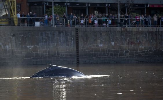 Whale lost in Buenos Aires marina heads toward sea