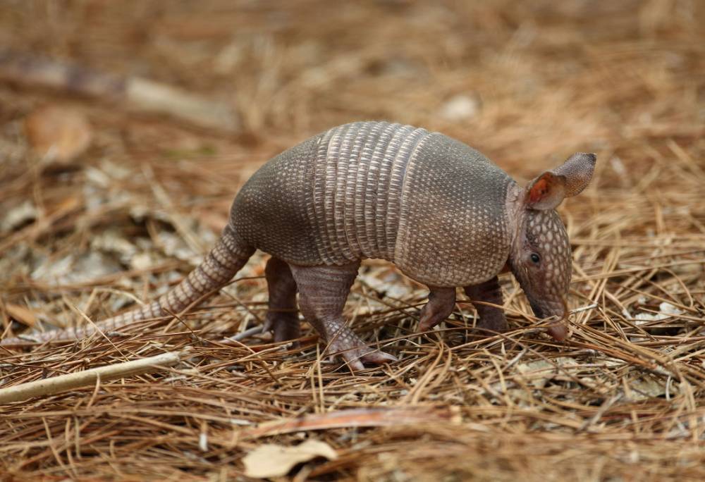 A man accidentally shot himself when a bullet ricocheted off an armadillo