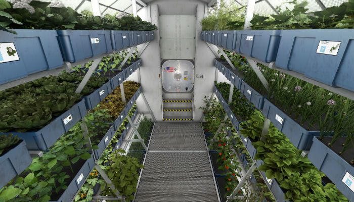 ISS Astronauts to Sample Leafy Greens Grown on Space Station