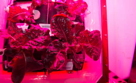 Meals ready to eat: Expedition 44 crew members sample leafy greens grown on