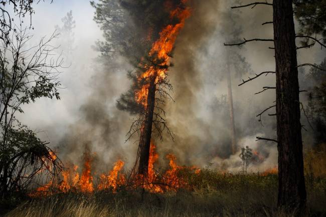 A tree is engulfed in flames during a controlled burn near a fire line outside of Okanogan Wash. on Saturday Aug. 22 2015