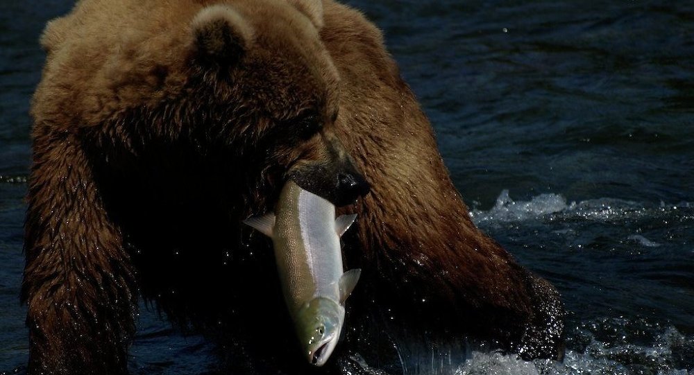 Authorities Want to Question Man in Bear Suit for Harassing Wildlife     
    Flickr pdh96