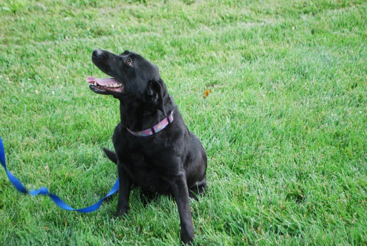 'Bear, a black Labrador who can detect electronics is going to work for the Seattle Police Dept