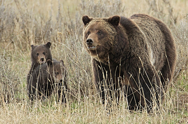 A grizzly sow was euthanized Thursday after Yellowstone officials concluded it was the animal that killed and fed on a hiker last week. Her two cubs will be placed in a zoo. This grizzly sow and cubs were