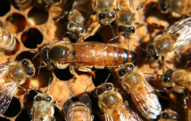 No shot needed, bees vaccinate their babies with food