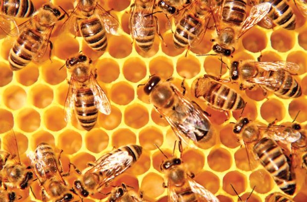 Study Reveals That Queen Bees Vaccinate The Members Of The Colonies Against Diseases