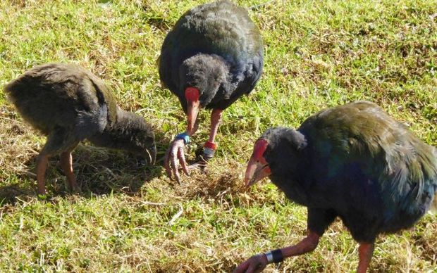 The first islandborn Takahe chick