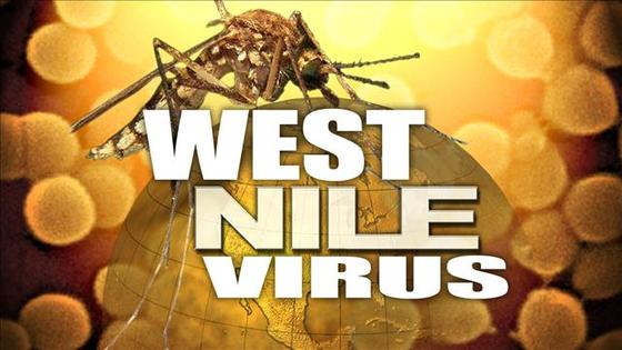 West Nile Virus detected in bird in Allegan County story image