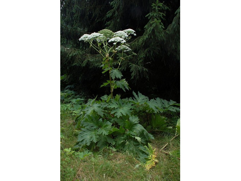 Plant that May Strike You Blind Found in Michigan