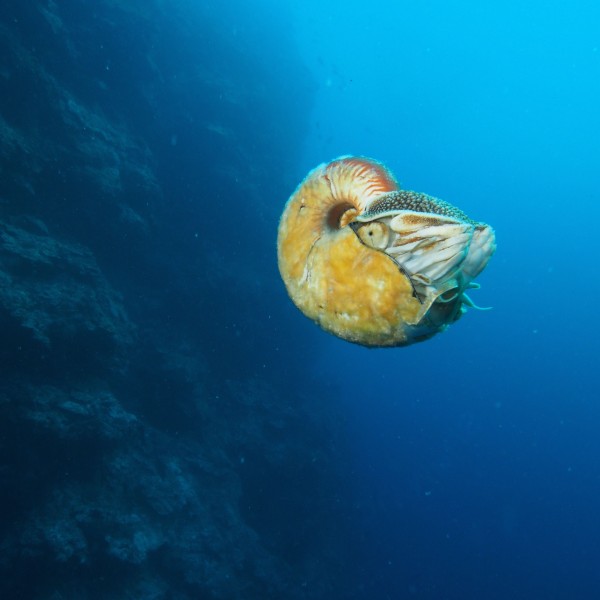 Guy spots super-rare 'living fossil' a second time -- 30 years later