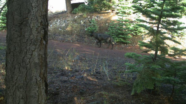 Another wolf may be roaming in Siskiyou County