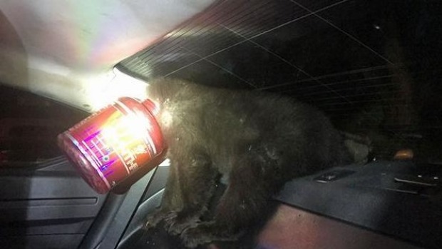 Colorado police has to tranquilise a bear so they could remove a plastic tub from her head