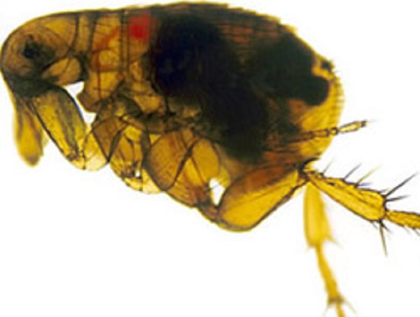 Oriental Rat Flea