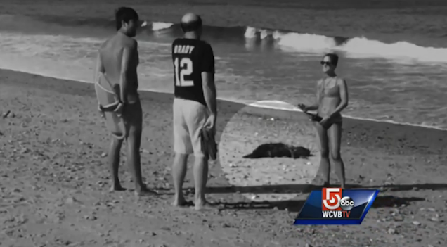 Shark Sends Powerful Message to Beach Goers'Get the Fuck Out of My Water