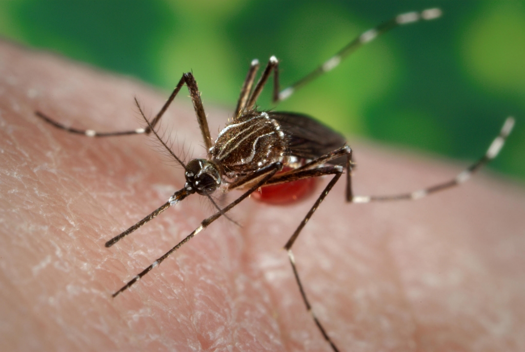 The risk of mosquito-borne illness increases during the summer months until there is a hard frost in the fall