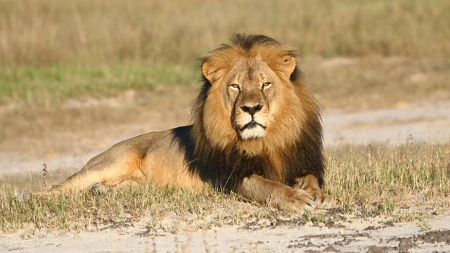 Wildlife Conservation Research Unit Cecil the lion rests in Hwange National Park in Hwange Zimbabwe