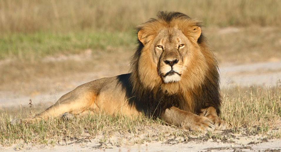 Wildlife Conservation Research Unit Cecil the lion rests in Hwange National Park in Hwange Zimbabwe. Two Zimbabweans arrested for illegally hunting a lion appeared in court Wednesday