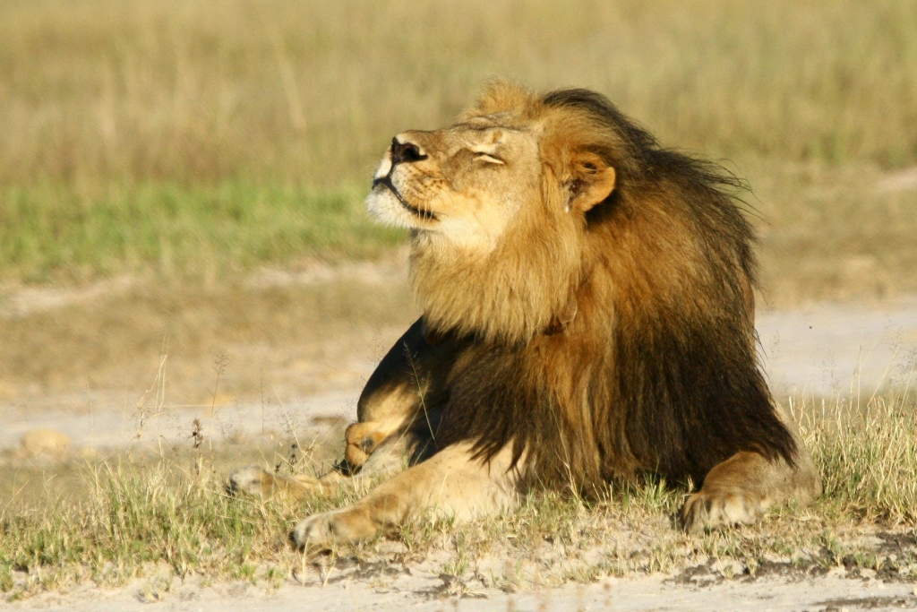 Cecil the lion at Hwange National Park