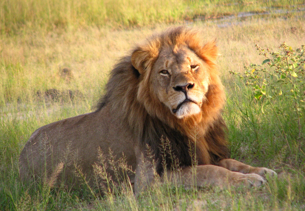 David Suzuki: Cecil the lion's killing shines spotlight on barbaric trophy hunting