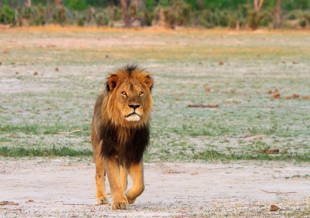 Americans Outraged Over Killing of Cecil the Lion Handed Harsh Dose of Reality