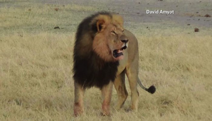 Cecil the lion's cubs are still alive and are likely to be defended by Cecil's brother Jericho