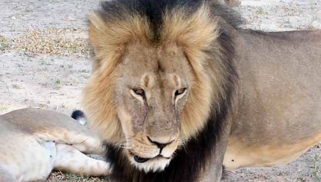 FILE- In this image takem from a November 2012 video made available by Paula French a well-known protected lion known as Cecil strolls around in Hwange National Park in Hwange Zimbabwe. Zimbabwe's wildlife minister says extradition is being soug