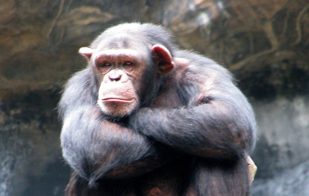 New York Judge Says Chimpanzees May Have Legal Rights Someday, But Not Now