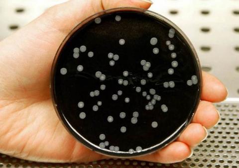 10 dead in New York City Legionnaires' outbreak