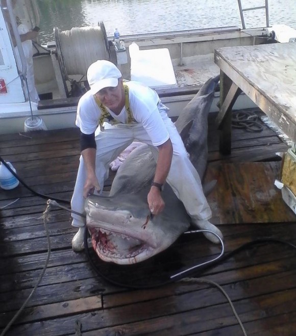 Huge tiger shark caught off Carolina coast