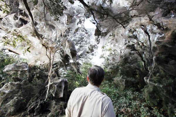 Abnormally Huge Spider Web In Texas Forms A Creepy Scenery