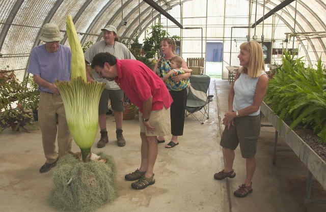 'Corpse Flower' Blooms in Denver; Crowds Flock to Take a Whiff