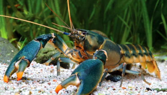 New Crayfish Species Named After Edward Snowden