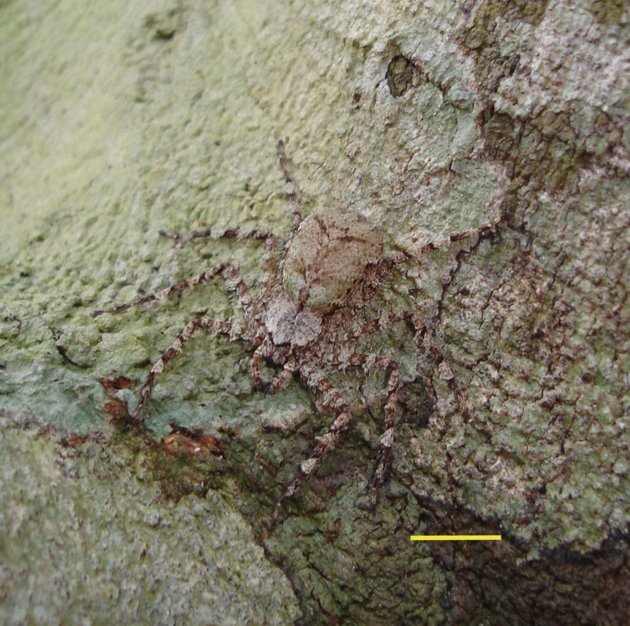 Can you spot the Selenops banksi hiding on this tree trunk in Panama