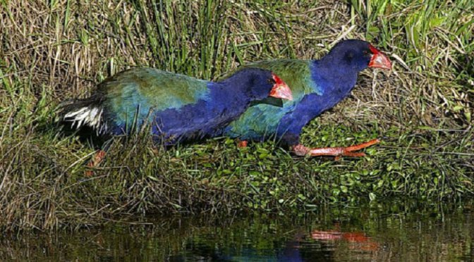 Critically endangered takahe shot in case of mistaken identity