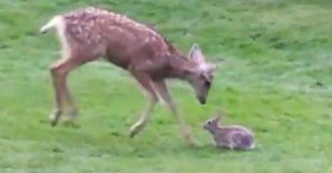 Caught On Video Real Life Bambi Thumper Play In The Mountains story image