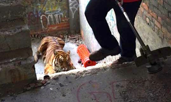 Live tiger reported inside Detroit's Packard Plant police on scene