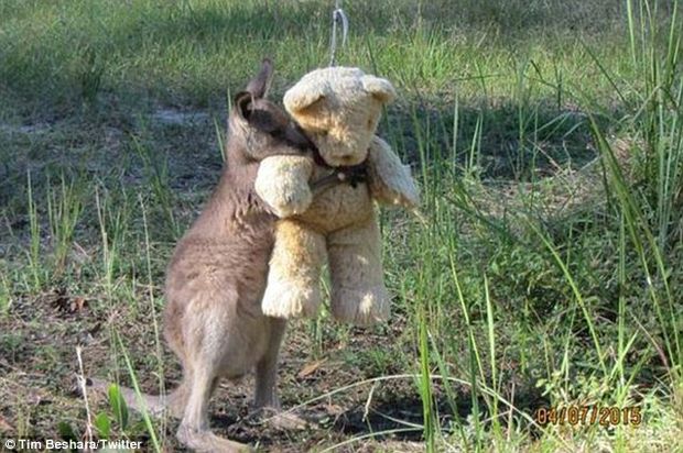 Doodlebug the eastern grey kangaroo hugging his teddy. Taken and posted to Twitter by Tim Beshara on Tuesday