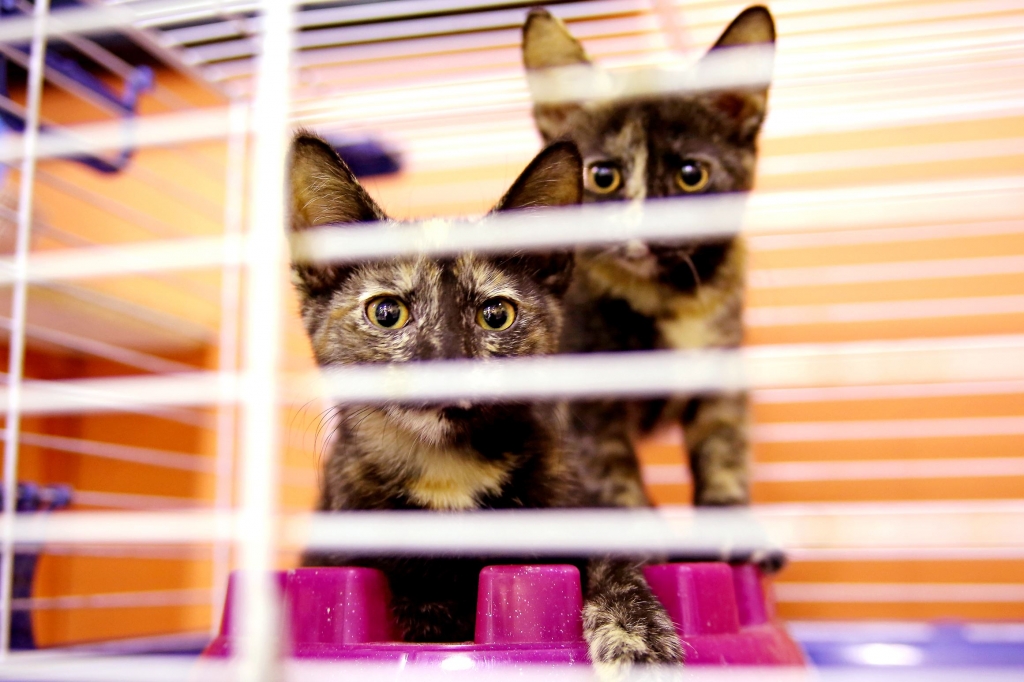 20150810amfAnimalFriendsLocal041-2 Kittens Eek and Am both 3 months old are being housed in a spare classroom at Animal Friends a no-kill shelter in Ohio Township