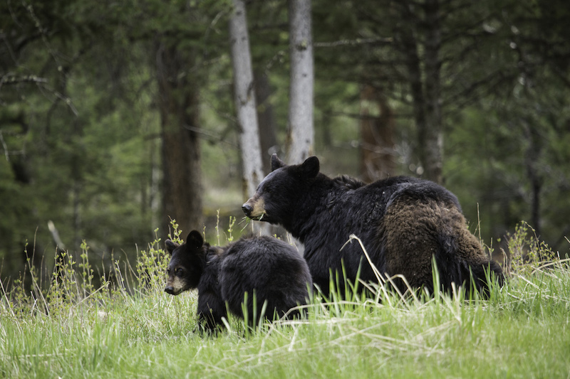 Drones stress bears out