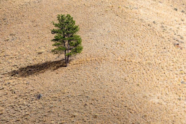 Forests Slow Recovery from Droughts Makes Matters Worse for Climate Change