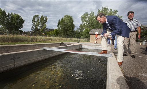 Colorado Governor John Hickenlooper feeds trout being raised in the pools of the Colorado Parks and Wildlife hatchery ponds in Durango Colo. Tuesday Aug. 11. 2015 where he toured before giving an address to citizens of Durango regarding the status