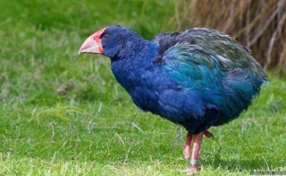 Endangered bird takahe