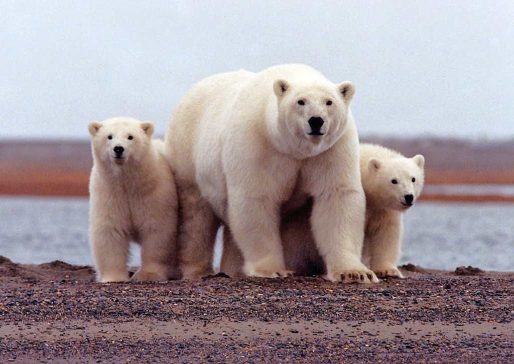 Polar bears